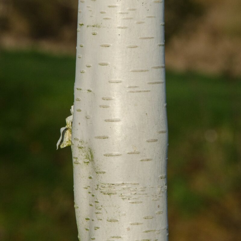 Betula pendula 'Fastigiata Joes'® (JOLEP 1) | Frank P Matthews