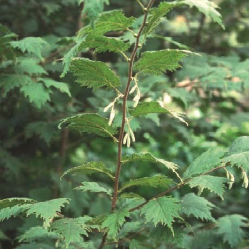 Corylus avellana 'Heterophylla'