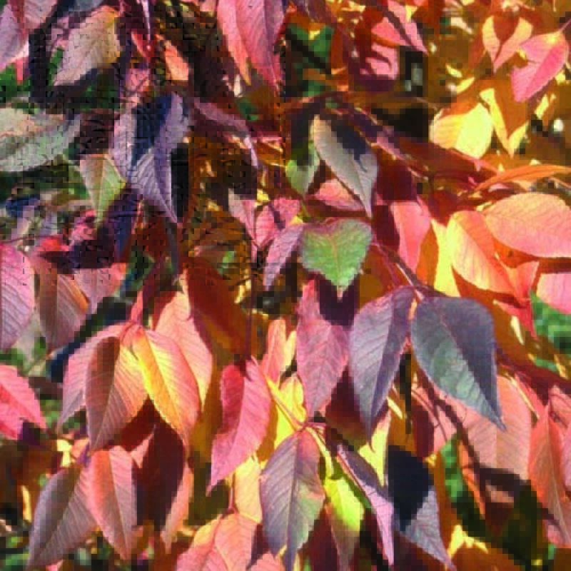 Fraxinus americana 'Autumn Purple'