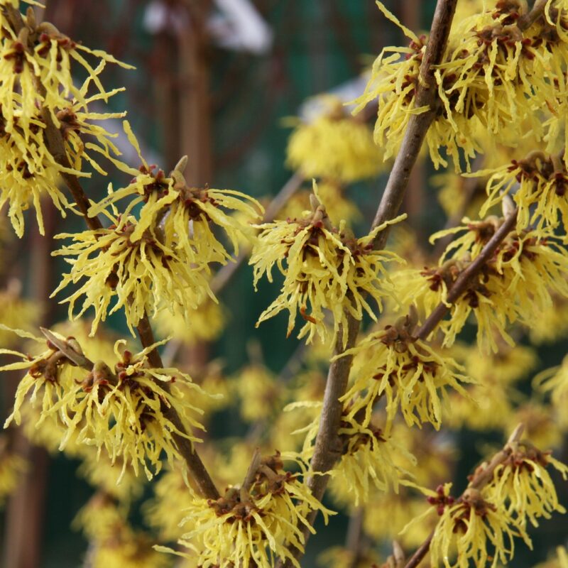 Hamamelis X Intermedia Arnold Promise Frank P Matthews