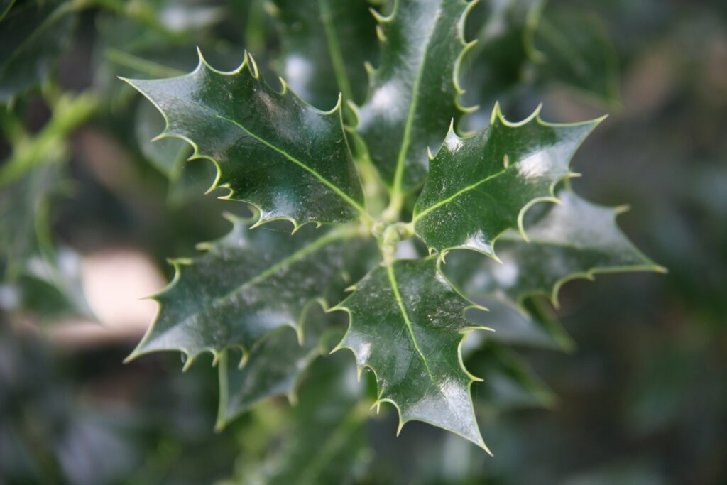 Ilex aquifolium 'Alaska'