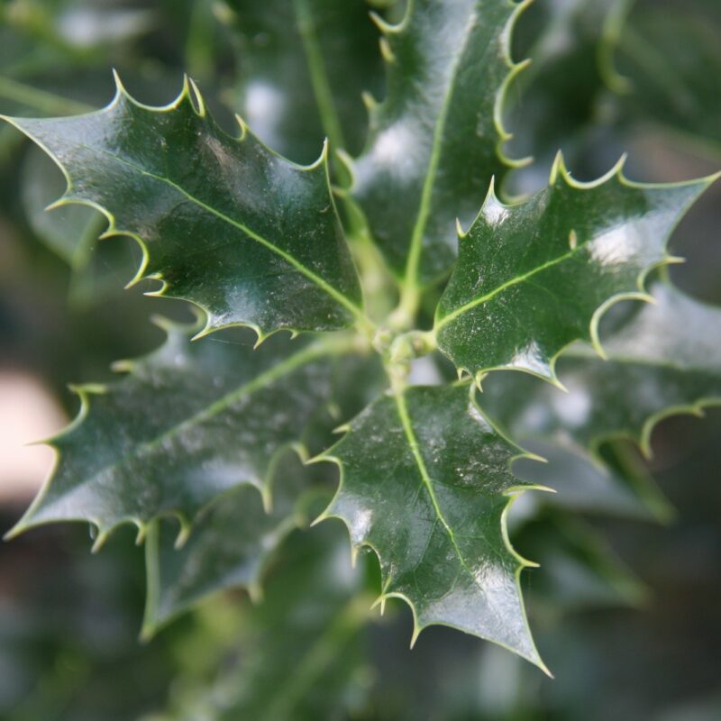 Ilex aquifolium 'Alaska'
