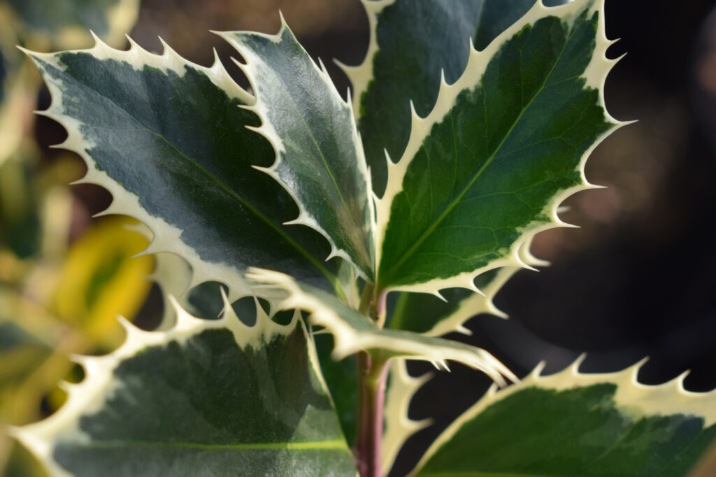 Ilex aquifolium 'Handsworth New Silver'