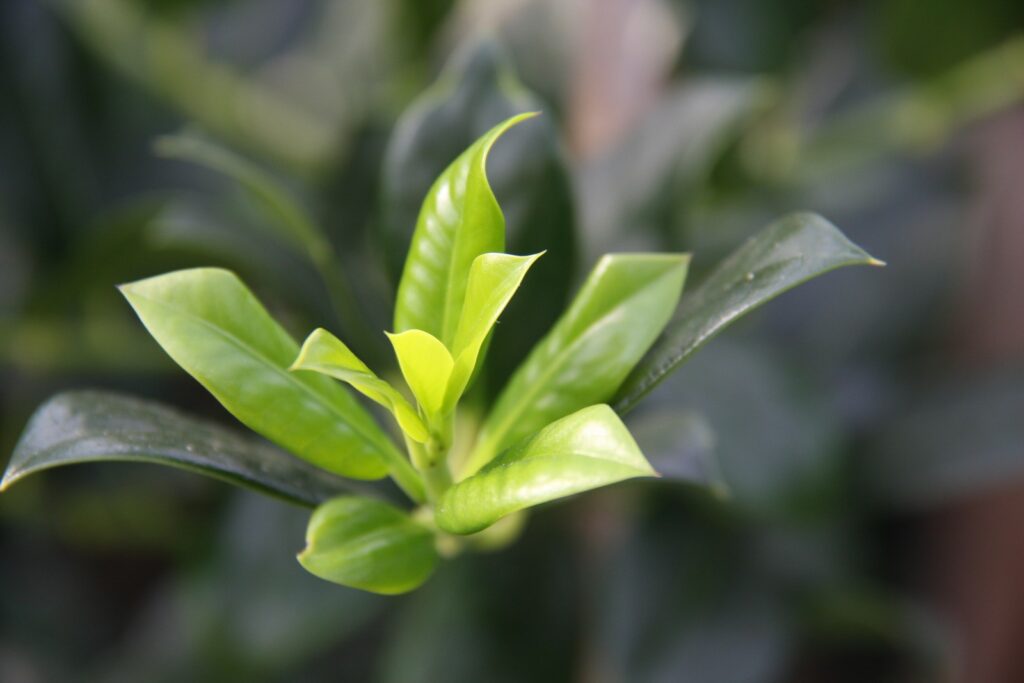 Ilex aquifolium 'J.C. van Tol'