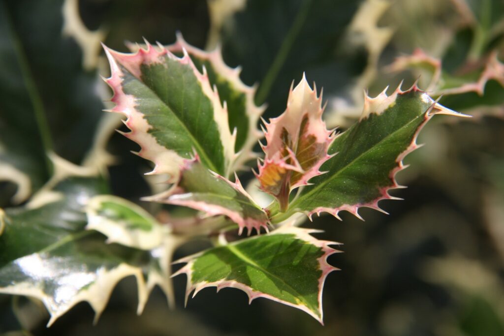 Ilex aquifolium 'Silver Queen'