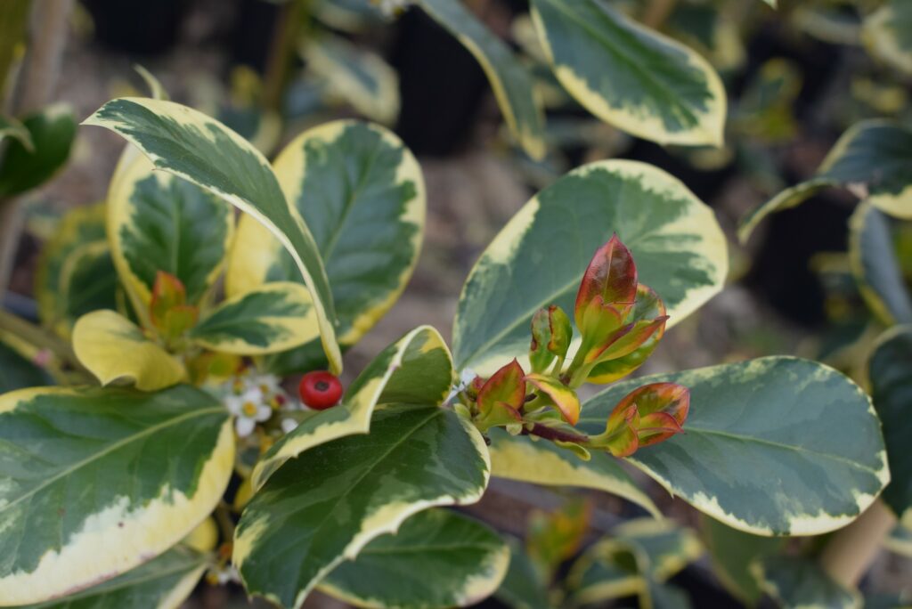 Ilex x altaclerensis 'Golden King'