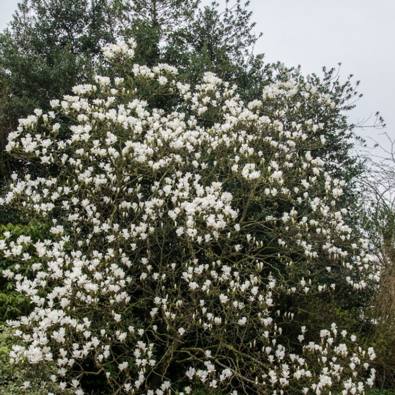 Magnolia 'Alba Superba' (White)