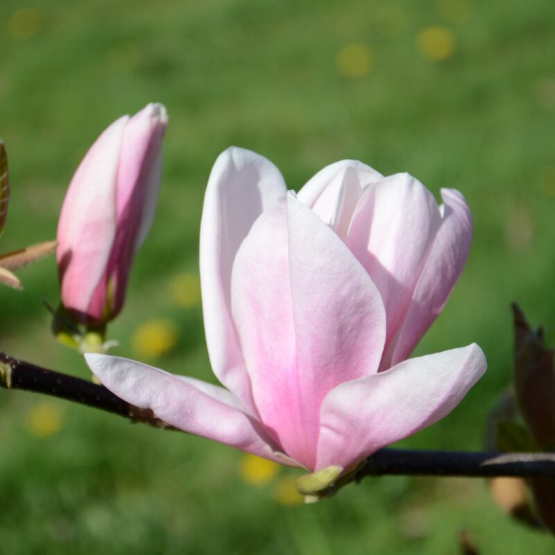 Magnolia 'Alex' (Pink)