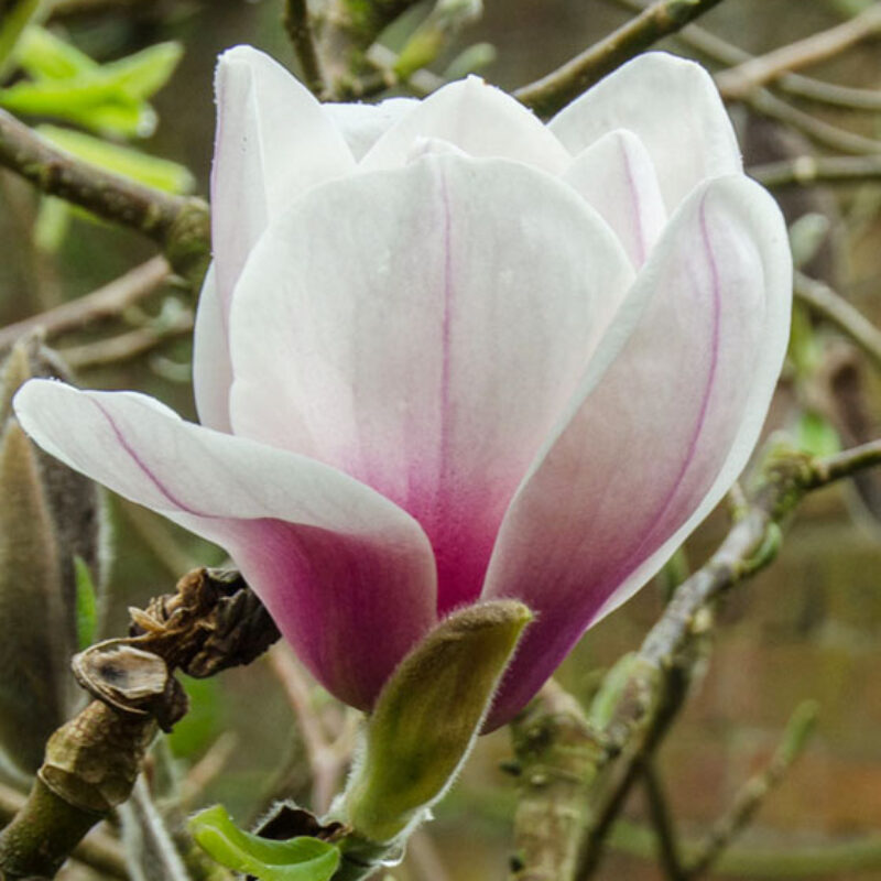 Magnolia 'Athene' (White/Pink)