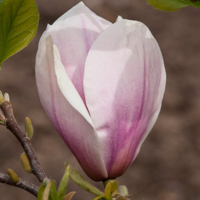 Magnolia 'Big Dude' (Light Pink)