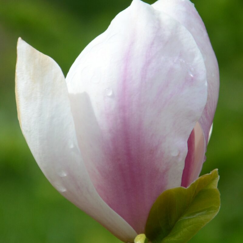 Magnolia 'Brozzoni' (White/Pink)