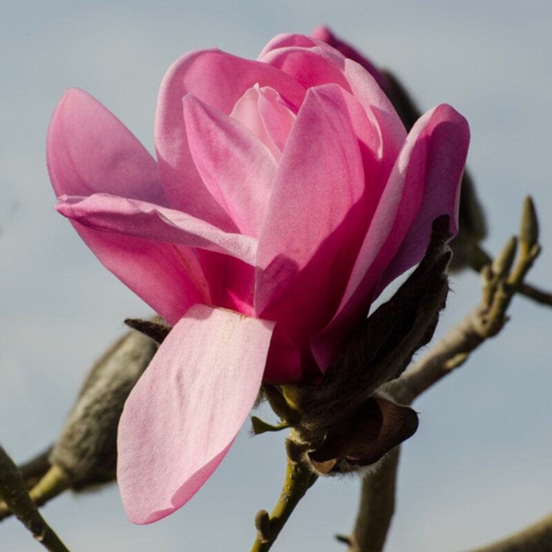 Magnolia 'Caerhays Belle' (Salmon Pink)