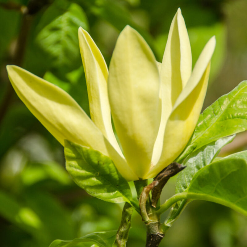 Magnolia 'Daphne' (Deep Yellow)