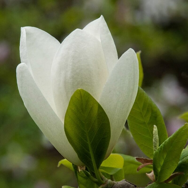 Magnolia 'Manchu Fan' (Creamy White)
