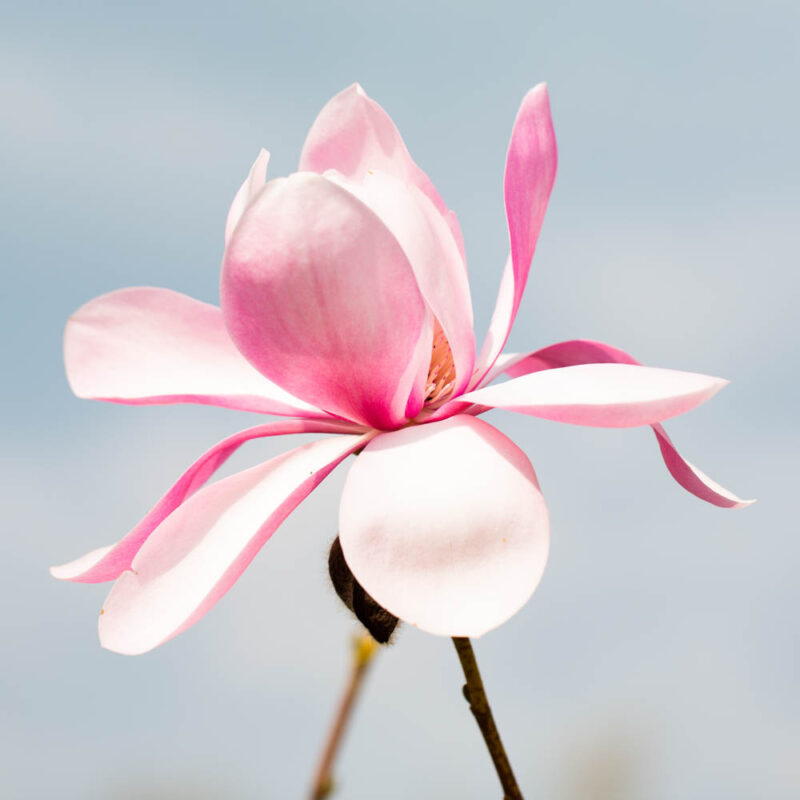 Magnolia 'Princess Margaret' (Deep Pink)