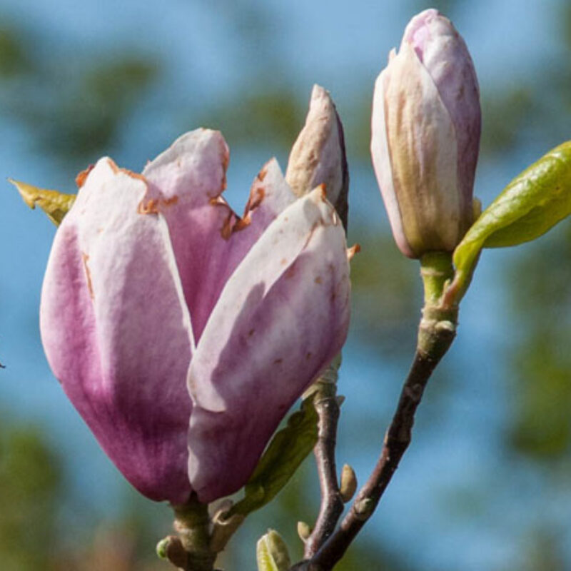 Magnolia 'Rustica Rubra' (Dark Red)