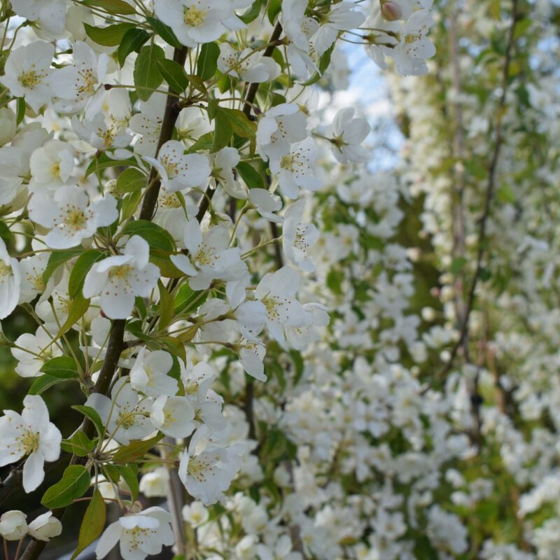 Malus brevipes 'Wedding Bouquet'