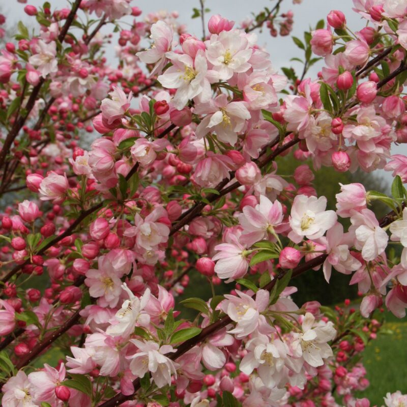Malus 'Pink Perfection'