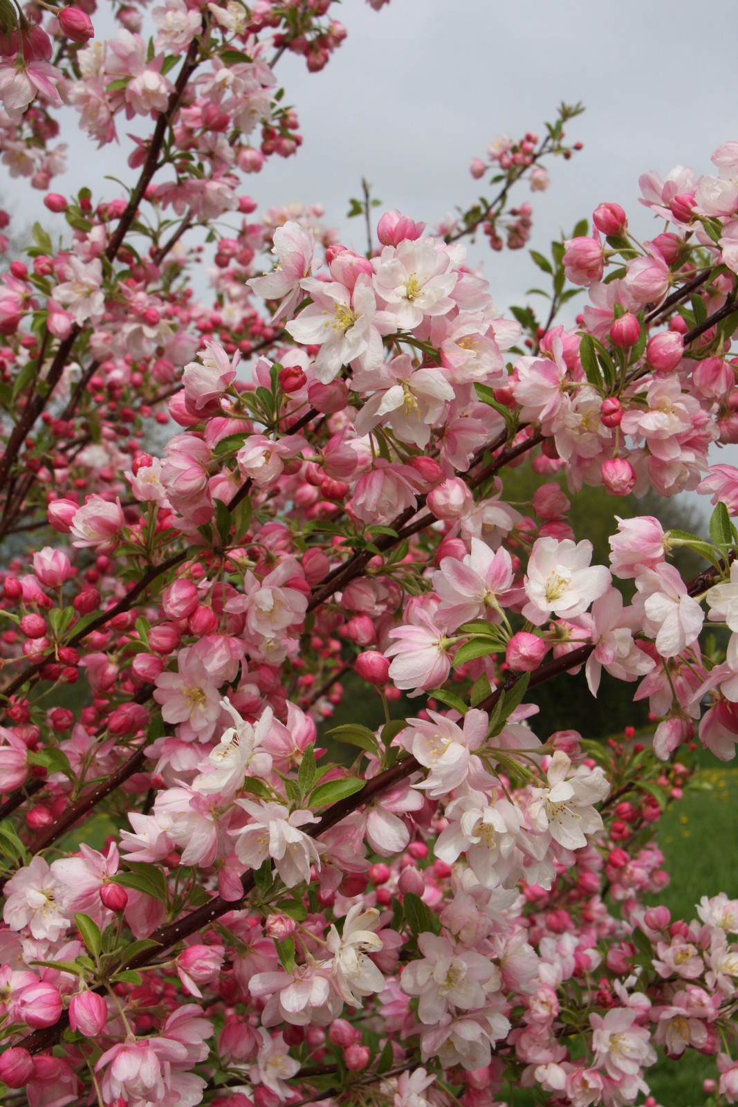 Malus 'Pink Perfection' | Frank P Matthews