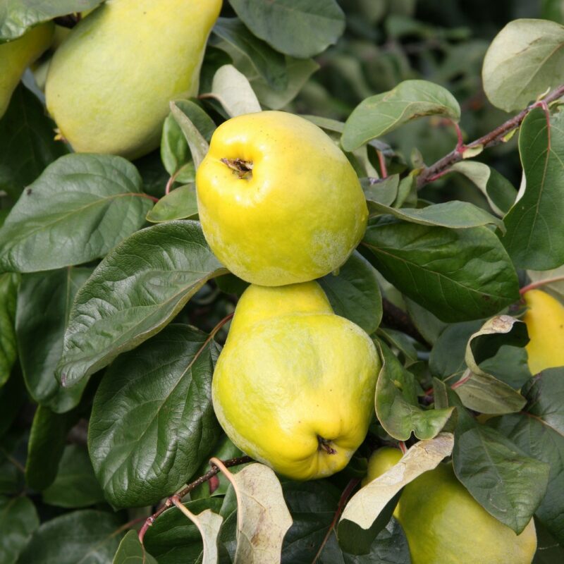 Heritage Fruit Trees Fruit Trees Frank P Matthews