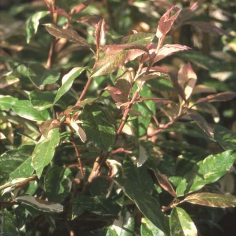 Photinia davidiana 'Palette'