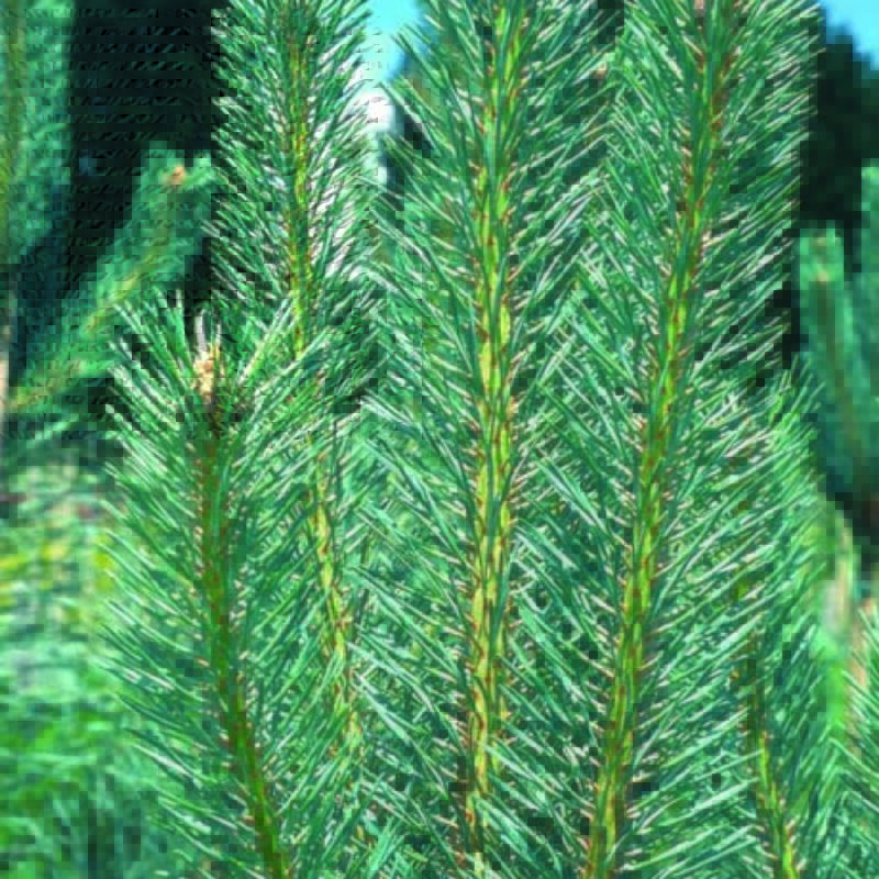 Pinus sylvestris 'Edwin Hillier'