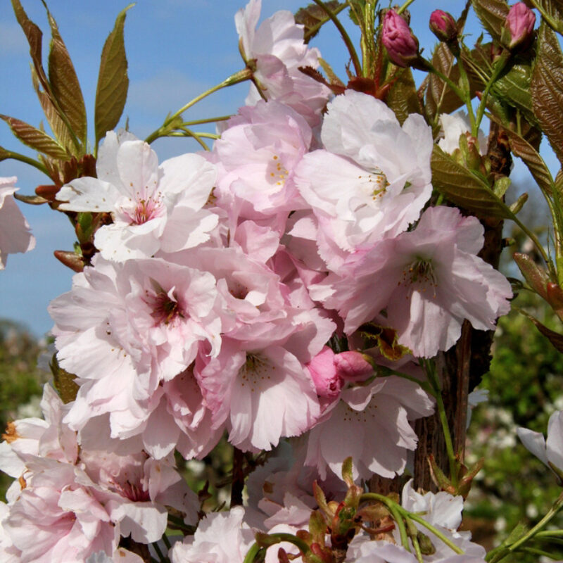 Prunus 'Amanogawa'