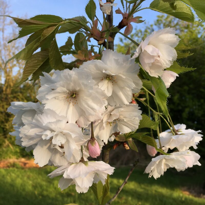 Prunus BLUSHING BRIDE ('Shogetsu')