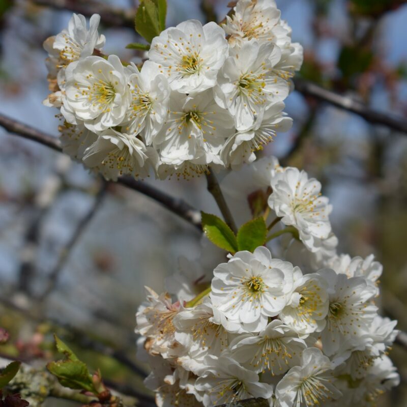 Prunus cerasus 'Rhexii'