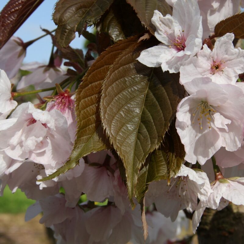 Prunus CHOCOLATE ICE ('Matsumae-fuki')
