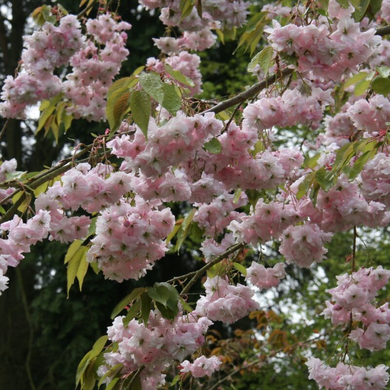 Prunus 'Kiku-shidare-zakura'