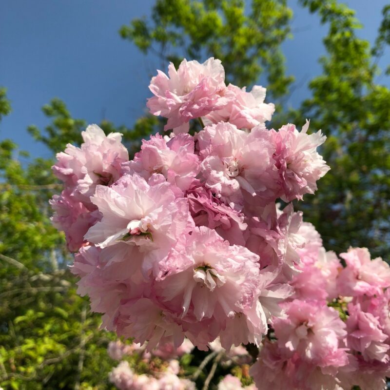 Prunus 'Little Pink Perfection'