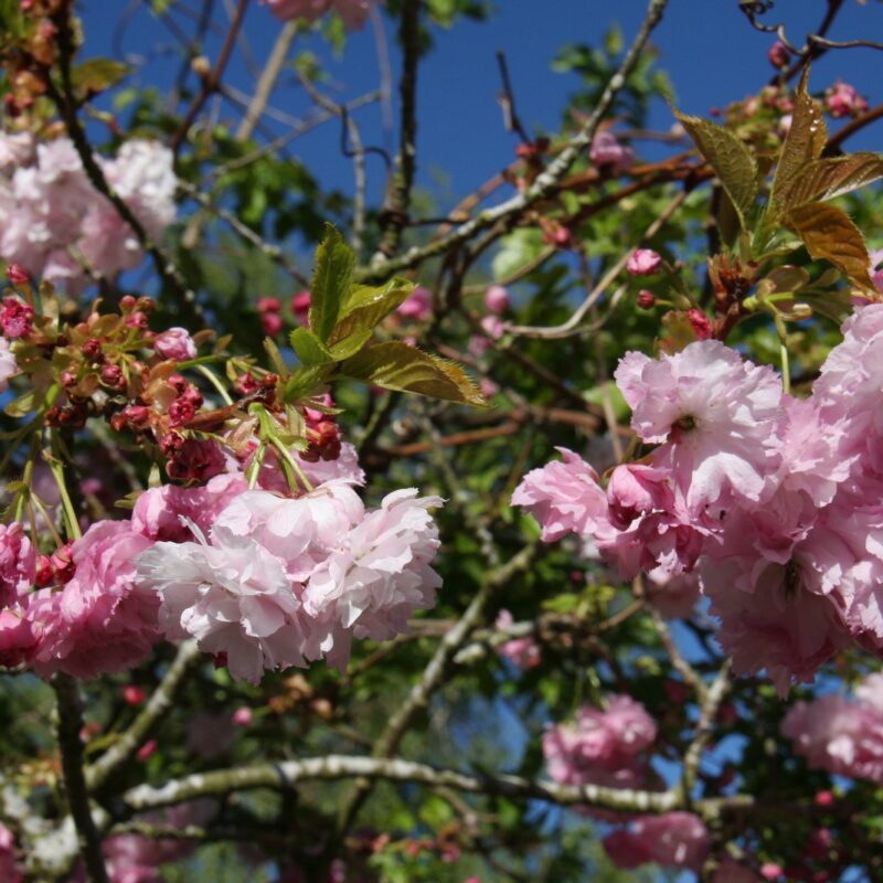 Prunus 'Pink Perfection' 2