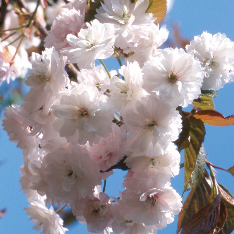 Prunus SPRING SNOW ('Beni-tamanishiki')