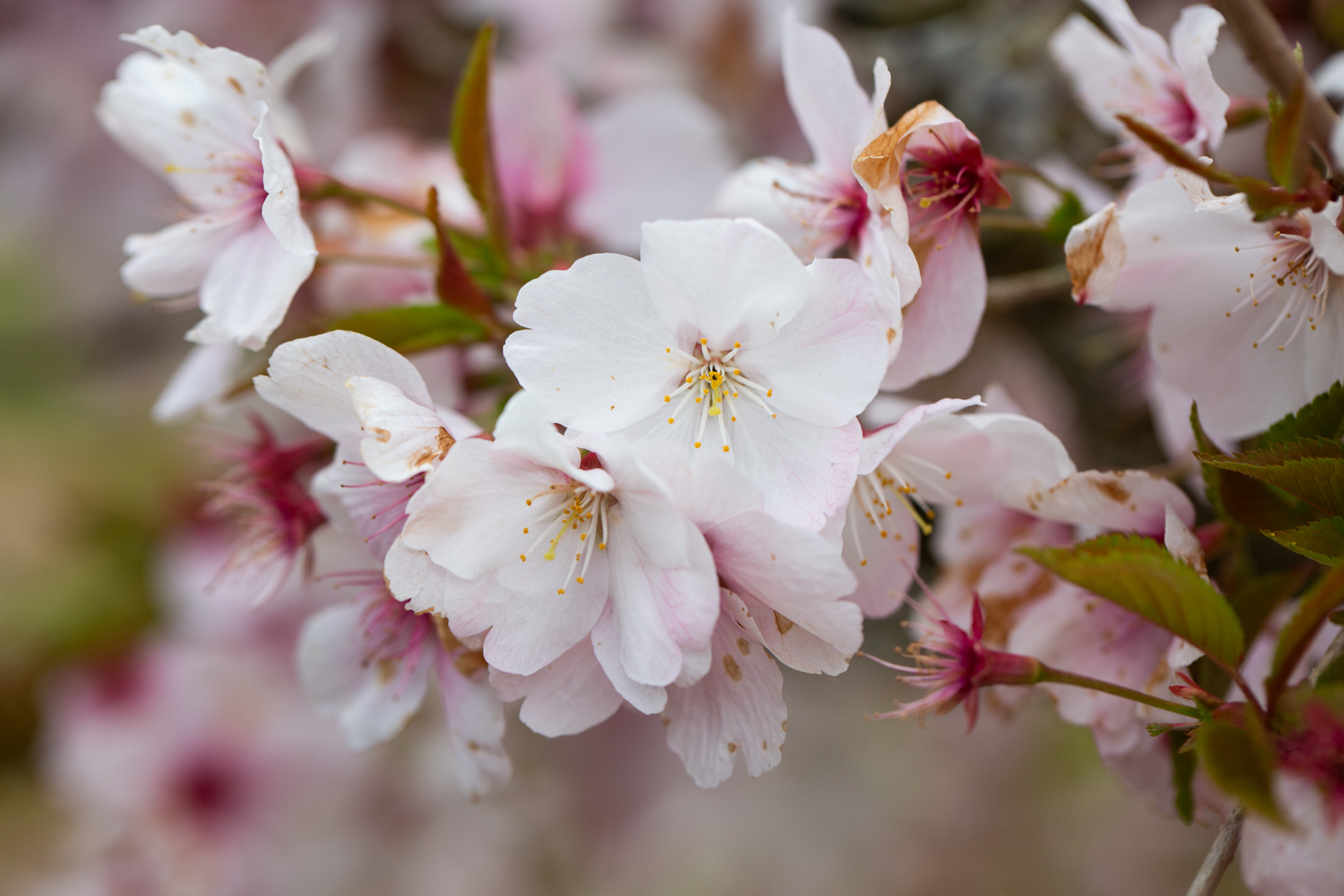 Prunus 'The Bride' | Frank P Matthews