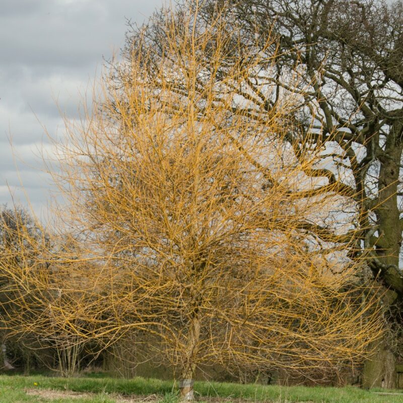 Salix alba 'Hutchinsons Yellow'