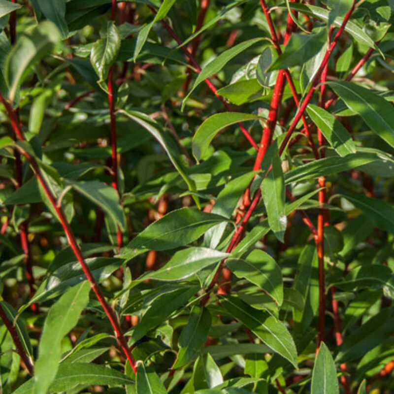 Salix alba vitellina 'Britzensis'