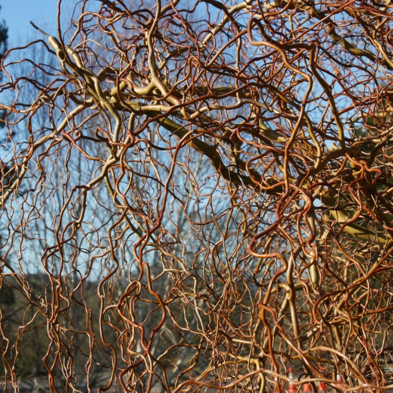 Salix erythroflexuosa 'Golden Curls'