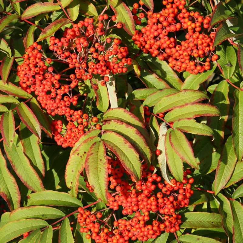 Sorbus discolor Frank P Matthews