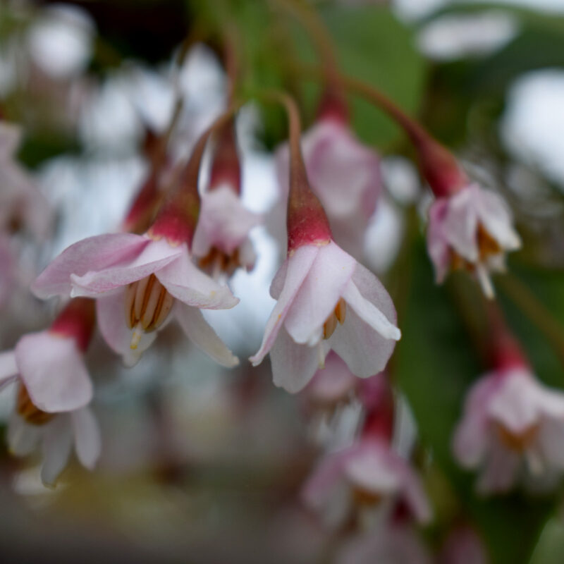 Styrax japonicus 'Pink Chimes'