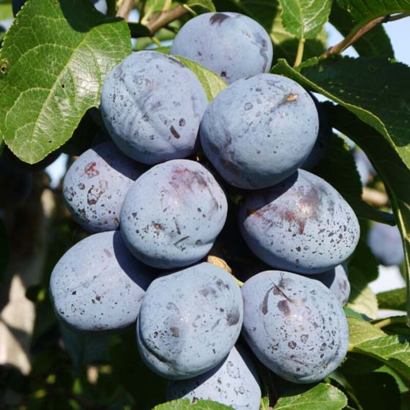 Kea Plum Fruit Trees Frank P Matthews
