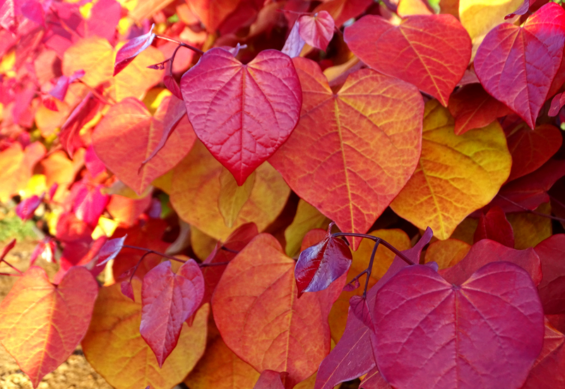 Cercis 'Eternal Flame' Wins HTA New Plant Award 1