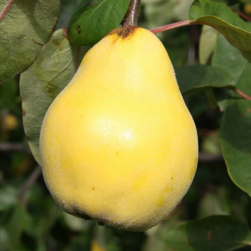 Heritage Fruit Trees Fruit Trees Frank P Matthews