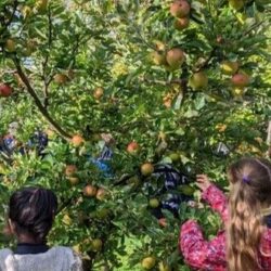 Tree Council 'Orchards for Schools'