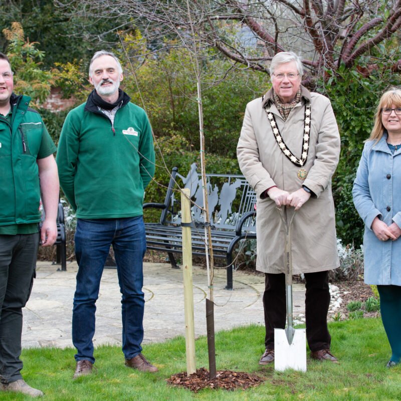 Planting Trees For Tenbury Town Council 1