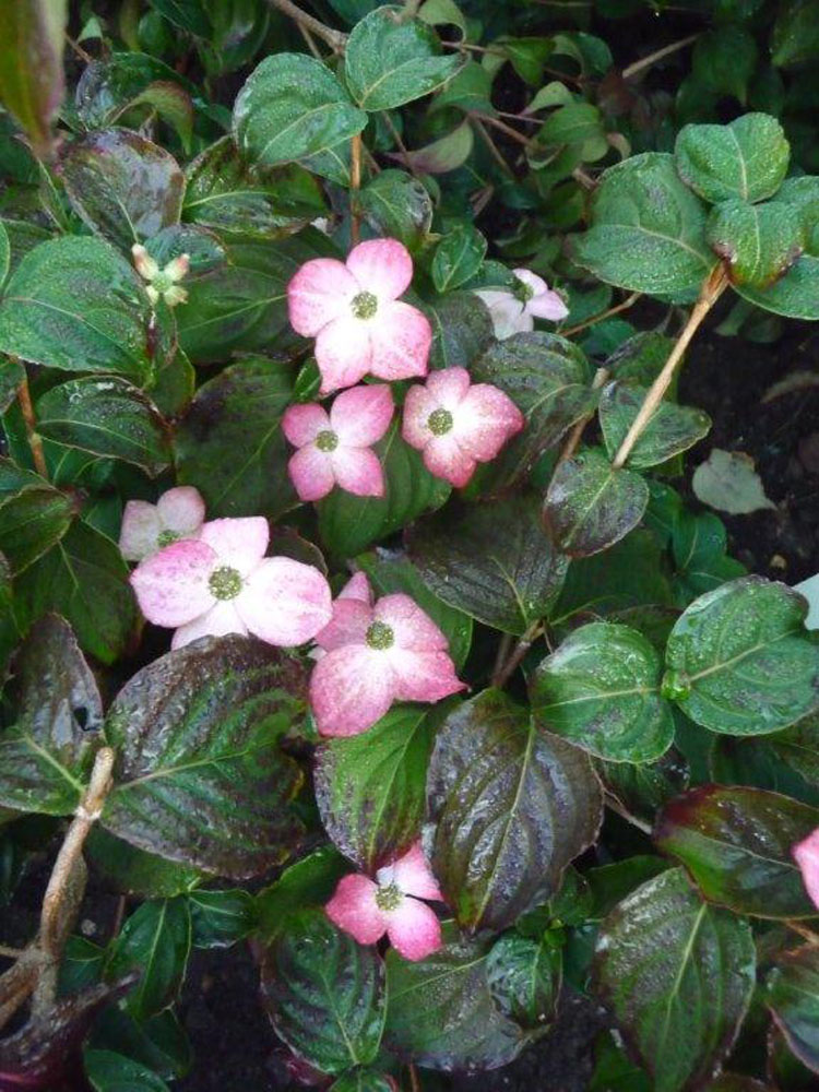 Cornus kousa 