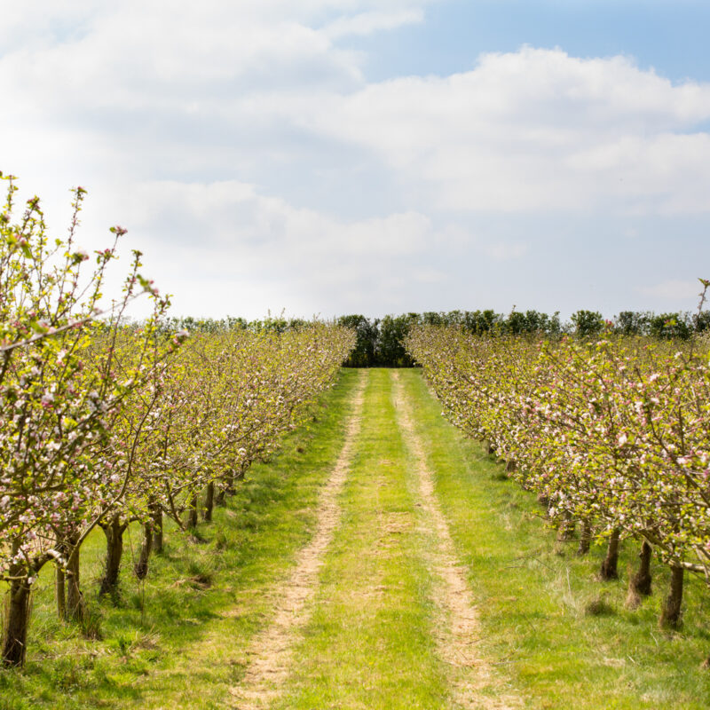 How to Plan an Orchard 5