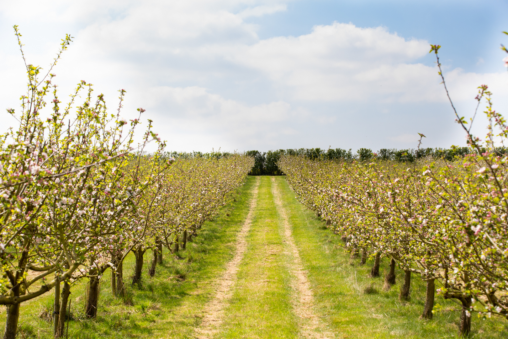 Apple Tree Orchard Spacing Apple Tree Orchard Spacing