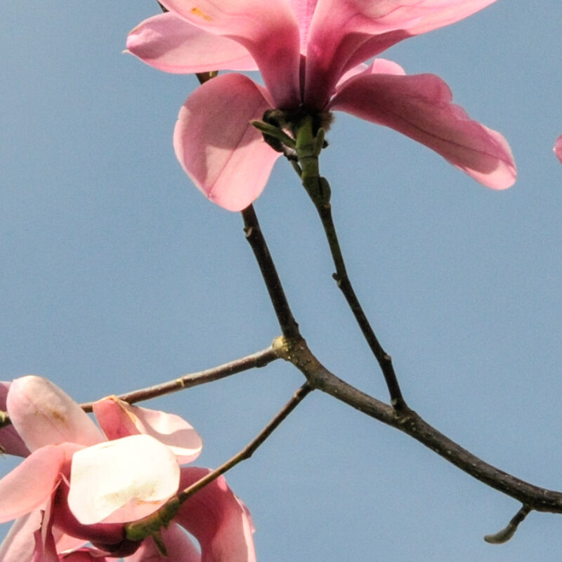 Magnolia campbellii Charles Raffill (Pink/Purple)