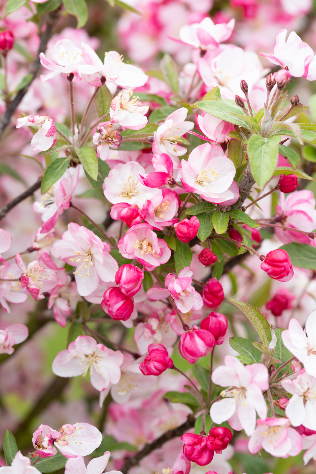 Fruit Trees for Small Gardens Frank P Matthews
